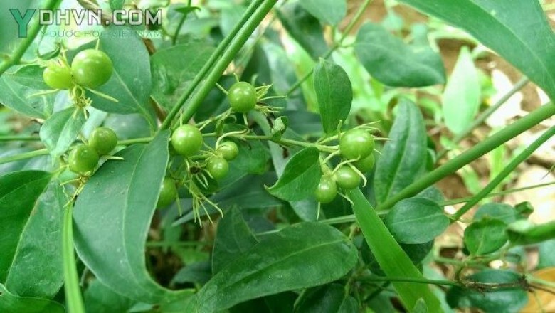 Cây dược liệu cây Vằng, chè vằng, Râm trắng, Lài ba gân - Jasminum subtriplinerve Blume