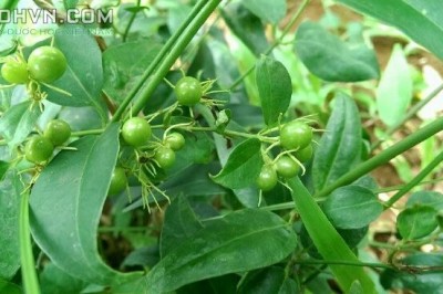 Cây dược liệu cây Vằng, chè vằng, Râm trắng, Lài ba gân - Jasminum subtriplinerve Blume