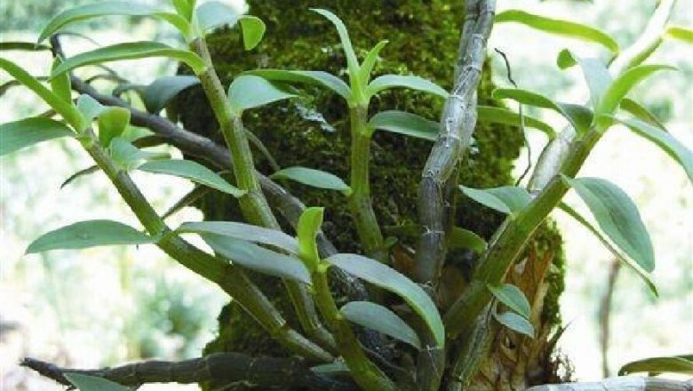 Công dụng , Tác dụng, Bài thuốc Đông Y từ cây Dược Liệu Thạch hộc