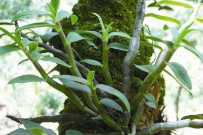 Công dụng , Tác dụng, Bài thuốc Đông Y từ cây Dược Liệu Thạch hộc