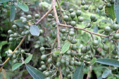 Những Bài thuốc Đông Y chữa bệnh hiệu quả từ Cây Màng Tang