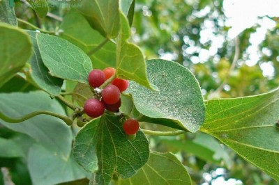 Cây dược liệu cây Tiết dê, Dây hồ đằng, Sâm nam - Cissampelos pareira L