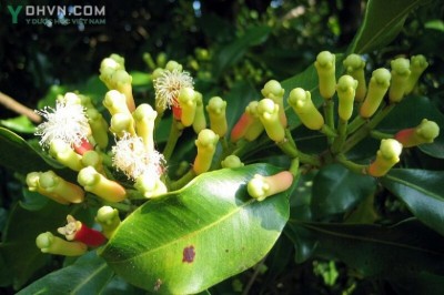 Cây dược liệu cây Đinh hương - Syzigium aromaticum