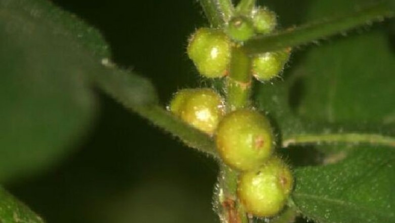 Cây dược liệu cây Vú bò, Ngải phún - Ficus simplicissima Lour