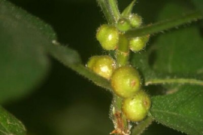 Cây dược liệu cây Vú bò, Ngải phún - Ficus simplicissima Lour