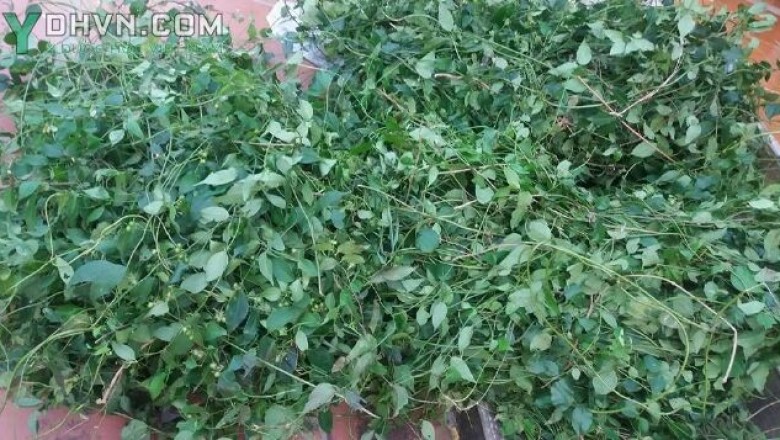 Tác dụng chữa bệnh bằng chè vằng, Ai không nên uống chè vằng