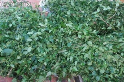 Tác dụng chữa bệnh bằng chè vằng, Ai không nên uống chè vằng