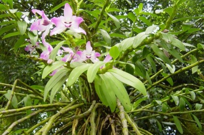 Thạch hộc, Hoàng thảo cẳng gà. Phi điệp kép, Kim thoa thạch hộc - Dendrobium nobile Lindl