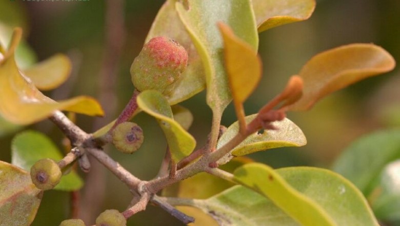 Cây dược liệu cây Tầm gửi, Chùm gửi, Mộc vệ Trung Quốc - Taxillus chinensis
