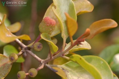 Cây dược liệu cây Tầm gửi, Chùm gửi, Mộc vệ Trung Quốc - Taxillus chinensis