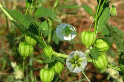 Cây dược liệu cây Tầm bóp, Lồng đèn, Thù lù cạnh - Physalis angulata L