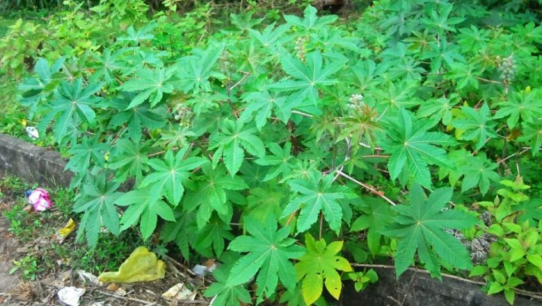 Cây dược liệu cây Thầu dầu, Ðu đủ dầu, Ðu đủ tía - Ricinus communis L