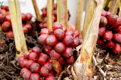 Cây dược liệu cây Thảo quả, Ðò ho - Amomum aromaticum Roxb