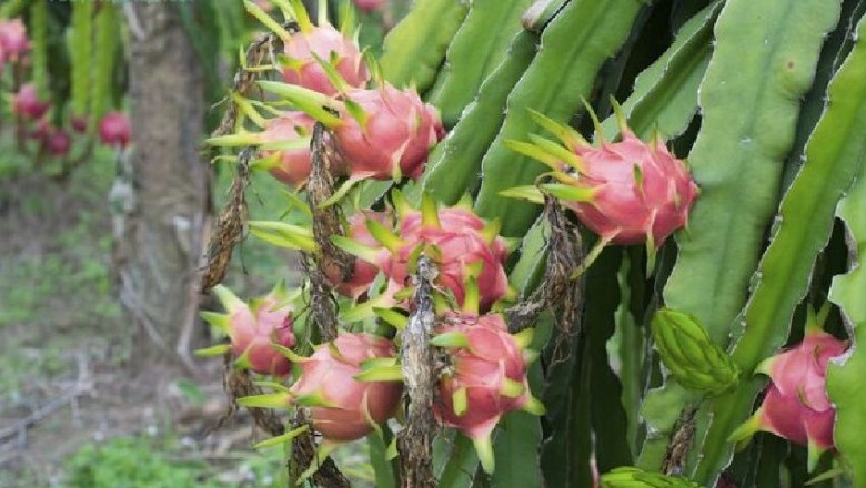 Cây dược liệu cây Thanh long - Hylocereus undatus