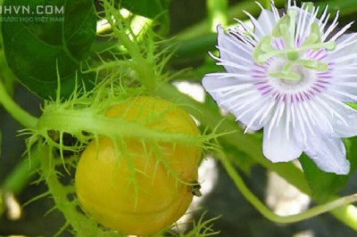 Những sản phẩm dùng lạc tiên và thực trạng Dược liệu từ cây Lạc Tiên tại Việt Nam