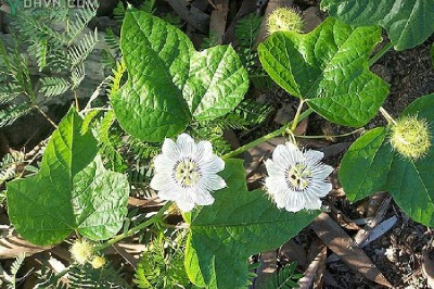 Phân biệt và nhận biết đúng loại Cây lạc tiên, tránh nhầm lẫn?