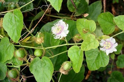 Bài thuốc Đông Y dùng cây Lạc Tiên, Chữa Tim Hồi Hộp, Giúp An Thần, Trị Đau Mỏi Người, Chữa Lở Ngứa, Trị Ho, Mất ngủ