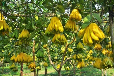 Cây dược liệu cây Phật thủ - Citrus medica