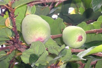 Cây dược liệu cây Trâu cổ, Sộp, Vẩy ốc, Bị lệ - Ficus pumila L