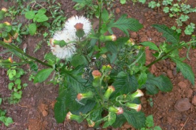 Cây dược liệu cây Rau tàu bay - Gynura crepidioides Benth