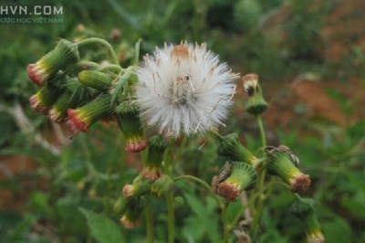 Phân biệt rau tàu bay và cỏ tàu bay để không sử dụng nhầm lẫn