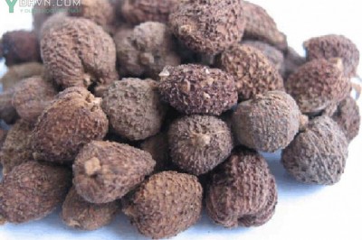 Quy trình kỹ thuật khai thác và bảo quản sa nhân tím