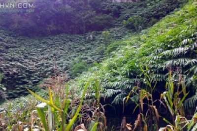 Trồng cây dược liệu mở hướng thoát nghèo từ cây sa nhân