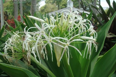 Cây dược liệu cây Náng, Náng hoa trắng, Chuối nước, Đại tướng quân - Crinum asiaticum