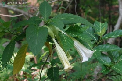 Cây dược liệu cây Cà độc dược cảnh - Brugmansia suaveolens