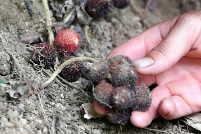 Trồng sa nhân, nông dân một xã thu tiền tỷ