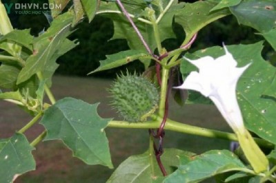 Cây dược liệu cây Cà độc dược - Datura metel L