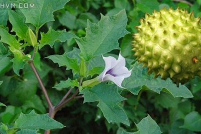 Cây dược liệu cây Cà độc dược lùn - Dutura stramonium