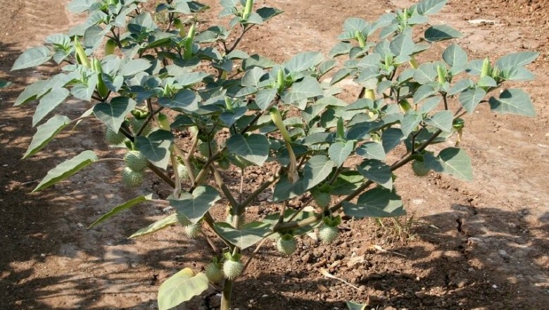 Cây dược liệu cây Cà độc dược gai tù - Datura innoxia Mill