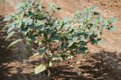 Cây dược liệu cây Cà độc dược gai tù - Datura innoxia Mill