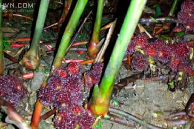 Cây dược liệu cây Sa nhân, Mè trê bà, Dương xuân sa - Amomum villosum Lour