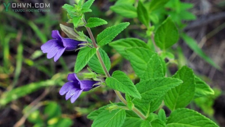 Cây dược liệu cây Nhân trần - Adenosma caeruleum