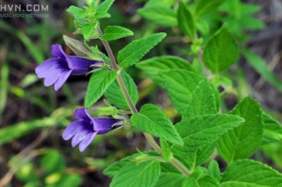 Cây dược liệu cây Nhân trần - Adenosma caeruleum