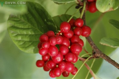 Cây dược liệu cây Ngũ vị, Ngũ vị tử - Schisandra chinensis