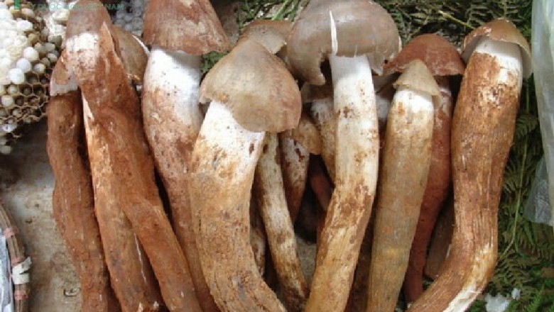 Cây dược liệu Nấm mối - Termitomyces albuminosa