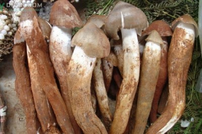 Cây dược liệu Nấm mối - Termitomyces albuminosa