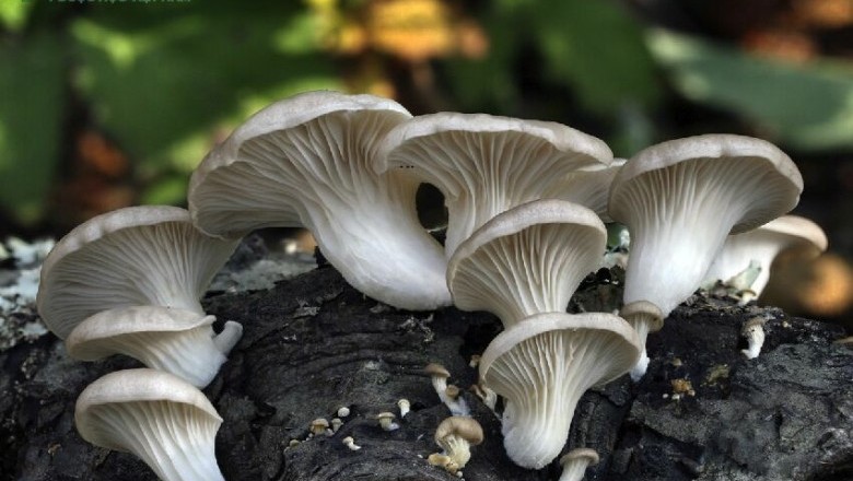 Cây dược liệu Nấm sò, Nấm bào ngư, Nấm hương chân ngắn - Pleurotus ostreatus