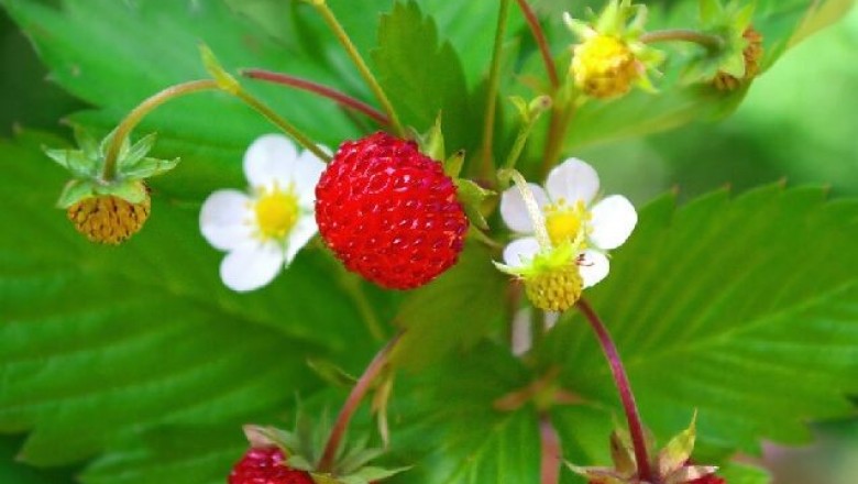 Cây dược liệu cây Dâu tây - Fragaria vesca