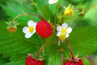 Cây dược liệu cây Dâu tây - Fragaria vesca