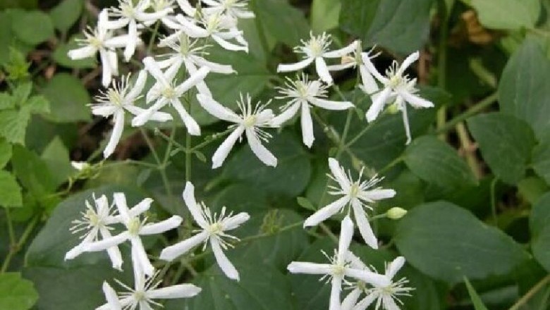 Cây dược liệu cây Dây ruột gà, Mộc thông - Clematis chinensis Osbeck