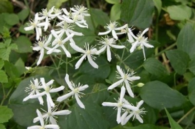 Cây dược liệu cây Dây ruột gà, Mộc thông - Clematis chinensis Osbeck