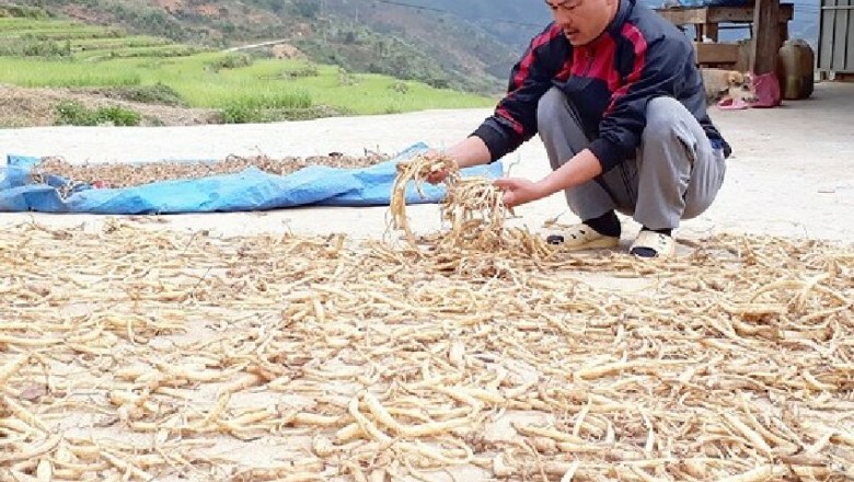 Cả làng đang đổi đời từ trồng cây dược liệu sâm dây, sâm Ngọc Linh