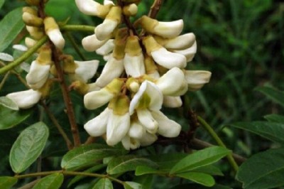 Cây dược liệu cây Cát sâm, Sâm nam, Sâm trâu, Sâm chào mào - Milletia speciosa