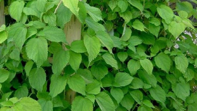 Những bài thuốc Đông Y dùng lá cây gai, rễ cây gai trong nhân dân
