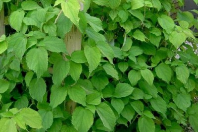 Những bài thuốc Đông Y dùng lá cây gai, rễ cây gai trong nhân dân