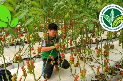 Mô hình trồng rau theo công nghệ Nhật Bản